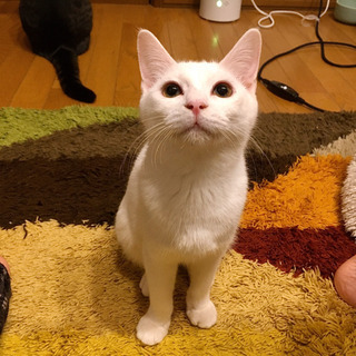 おっとり控えめなひめちゃん＊6ヶ月