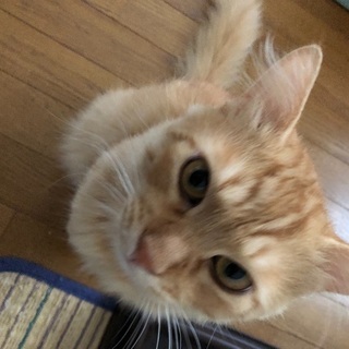 茶トラ ロング