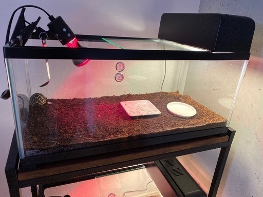 最終値下げリクガメ用器具一式(ヒートプレート込)&リクガメ一匹