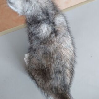 加東市の子猫ちゃんです！② - 加東市