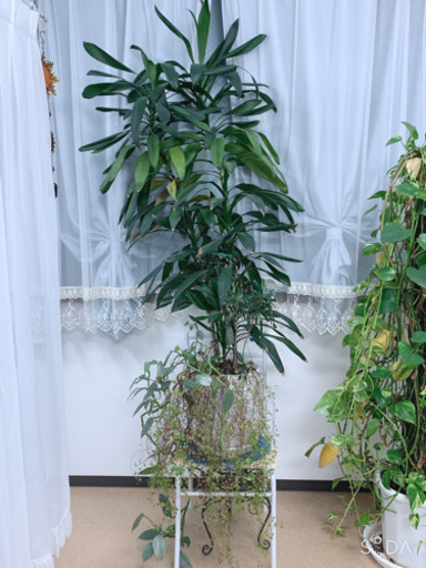 観葉植物