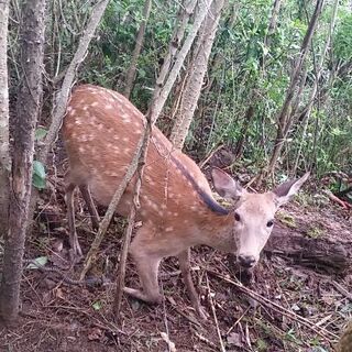 熱海の山で罠猟、罠シェアリング