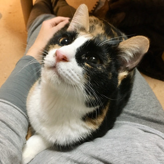 くるくるしっぽの三毛ジョ＊たーちゃん11ヶ月