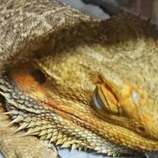 (里親様決まりました)フトアゴヒゲトカゲ − 茨城県