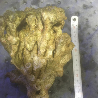ライブロック  0.5kg