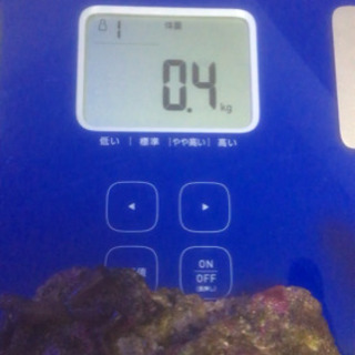ライブロック  0.4kg その2