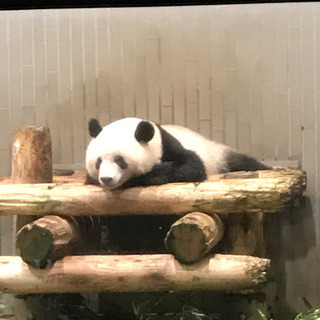 12月28日（土）ランチ+スィーツ+上野動物園 パンダのシャンシ...