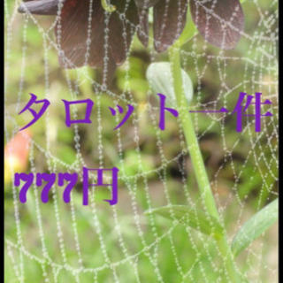 タロット占い　有料