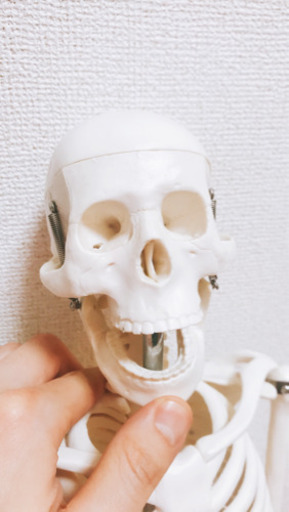 再度値下げ！！骸骨模型