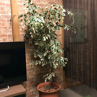 造花 フィカス 150cm 人工観葉植物