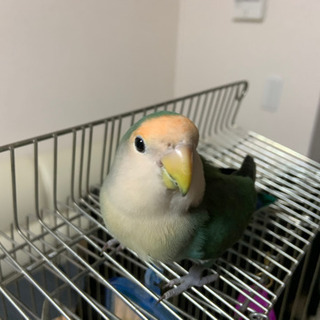 コザクラインコ  1歳　雌