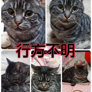 飼い猫を探しています。