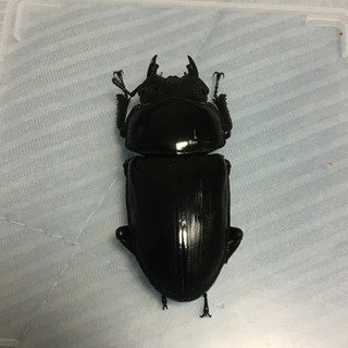 能勢SR血統オオクワガタ メス