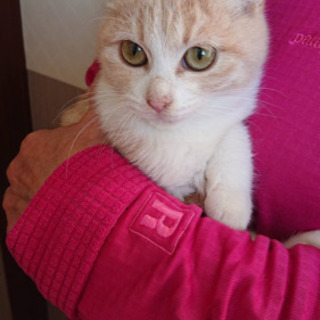 美猫のマオちゃん、里親さん募集です。 - 猫