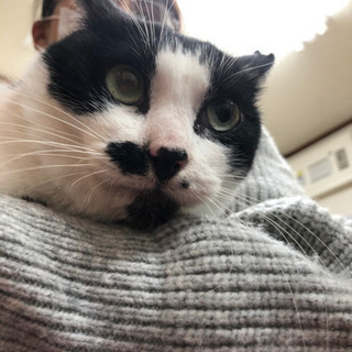 【ずっとのお家見つかりました！】ちょいワルオヤジ風のボクを相棒に...