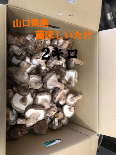 山口県産菌床しいたけ