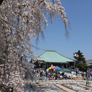 洞泉寺さくらまつり観桜会2020