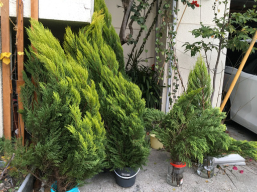 生クリスマスツリー　ルルドの泉に近い水付き