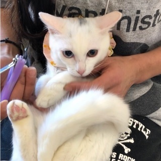 年納めほごねこ譲渡会