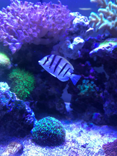 サンゴと海水魚のセット(値下げ)