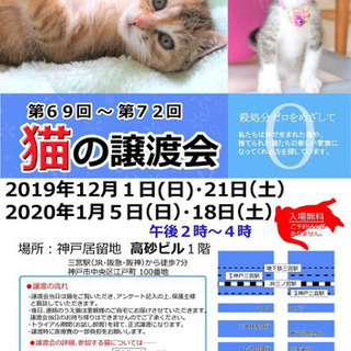三宮 猫の譲渡会