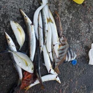 釣りに仲間募集(￣□￣;)!! - その他