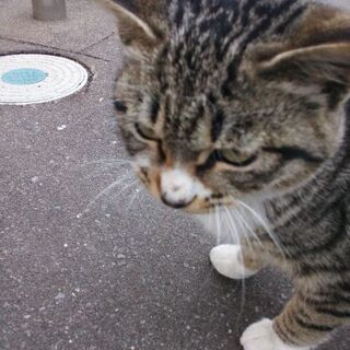 お願いです