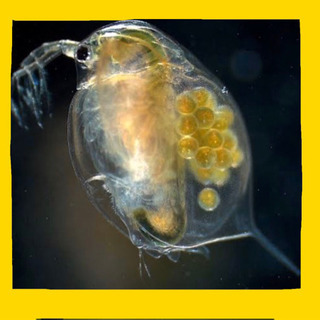 オオミジンコ メダカの餌 メダカのエサ クロレラ