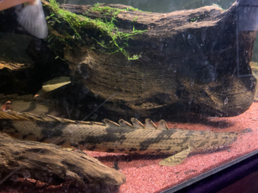 po.エンドリケリー　約40cm ニジェール産