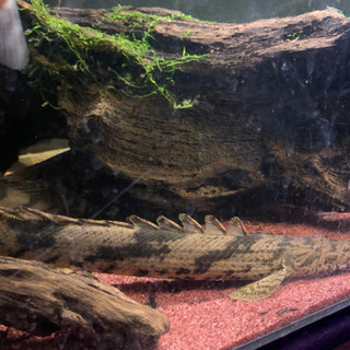 po.エンドリケリー　約40cm ニジェール産