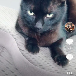 黒猫が行方不明に