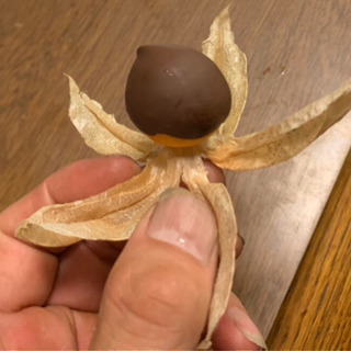 食用ホオズキ栽培、仲間募集！ - 須坂市