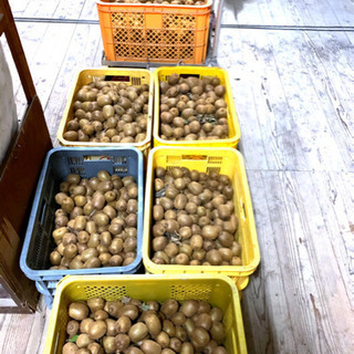 残りわずか‼️キウイフルーツ🥝栄養素充足率は身近な フルーツでナンバーワン❗️の画像