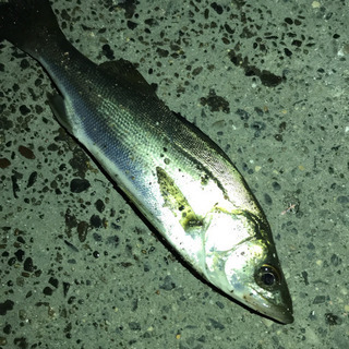 釣り友達募集 - ひたちなか市