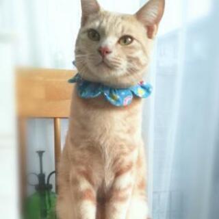 陽気なクリームタビーの甘えん坊さん
