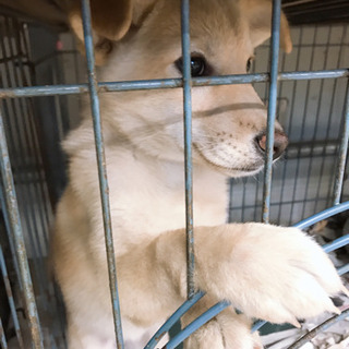 いぬを飼うために必要なものを、何でも良いのでお譲り下さい。