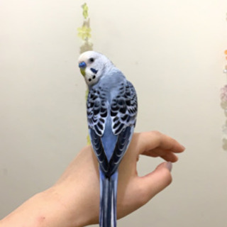 インコ探してます。