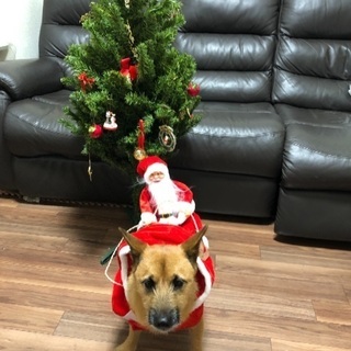 クリスマスツリー(中古)