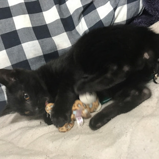 黒猫　♂緊急‼️‼️‼️