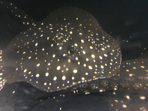 淡水エイ、ダイヤモンドモンドスティングレー、ペアー