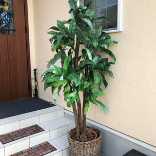 フェイクの観葉植物