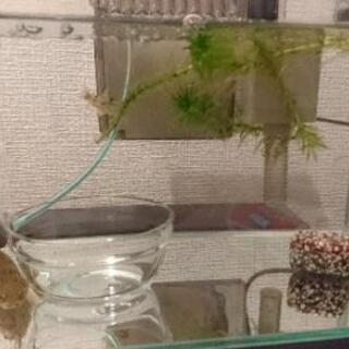 お魚譲ってください