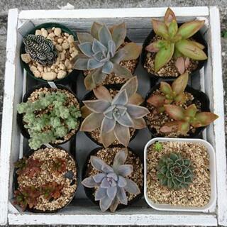 多肉植物 各種の画像
