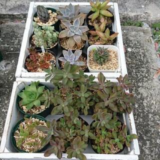 多肉植物 各種