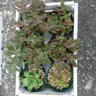 多肉植物 各種の画像