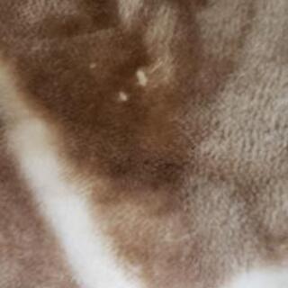 暖かカーペット 3畳用の画像