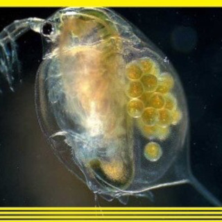 オオミジンコ メダカの餌 メダカ のエサ メダカ エサ 餌 ミジ...