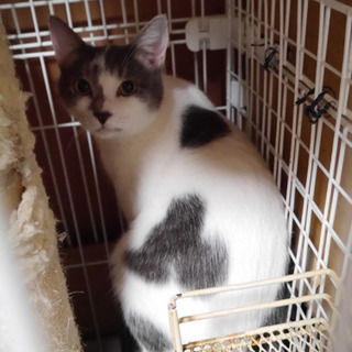 急募！3兄妹のお母さん猫　名古屋