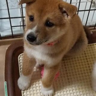 【里親様決定💖】2019年11月11日産。雑種中型犬の子犬(呼名...
