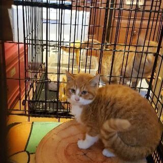 被災地で置き去りにされた子猫